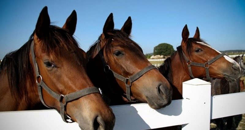 Crib Biting and Windsucking in Horses - Ourimbah Vet Hospital