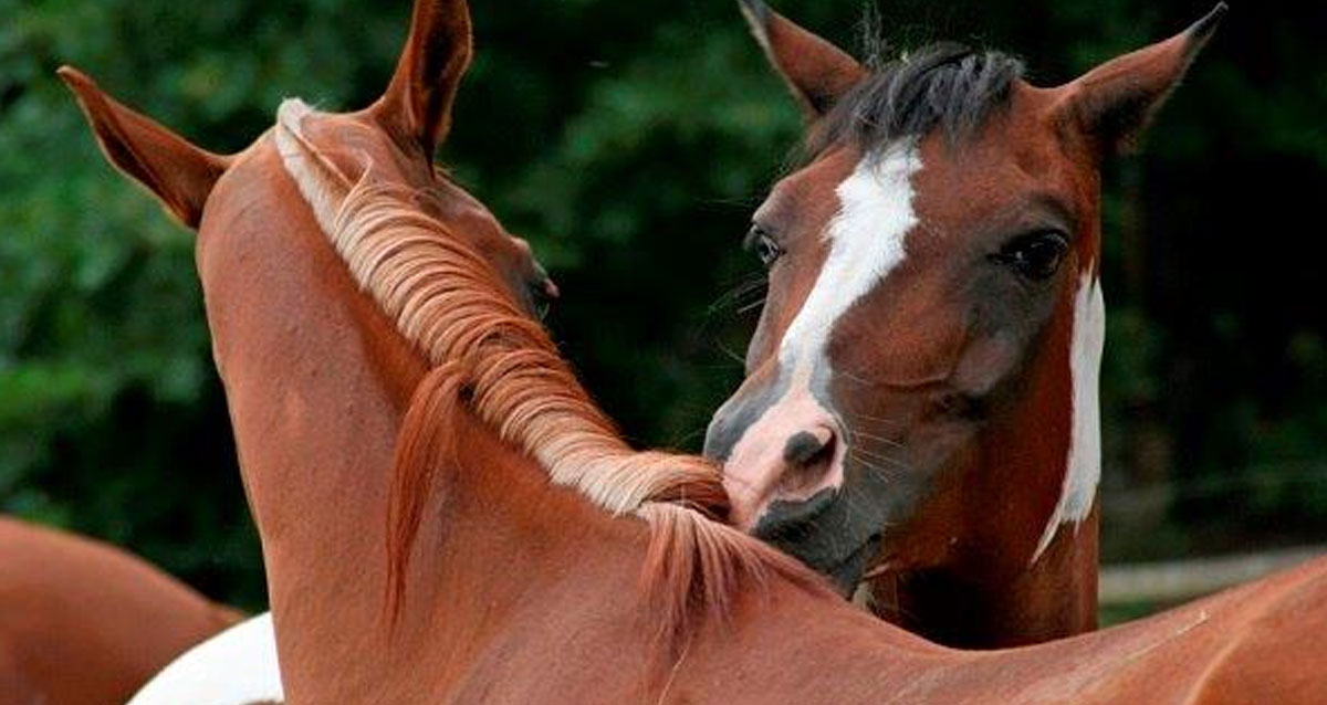 Threadworms In Horses